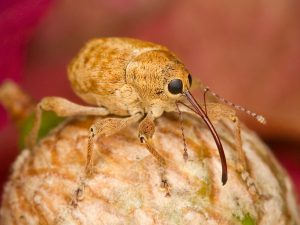 This is a filbert weevil. We aren't sure what that is, but we're certain Molly loves it.