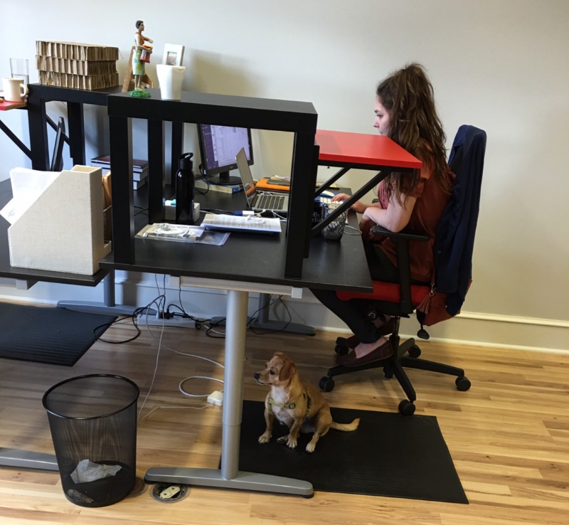 Why Bringing Pets to Work Is Great