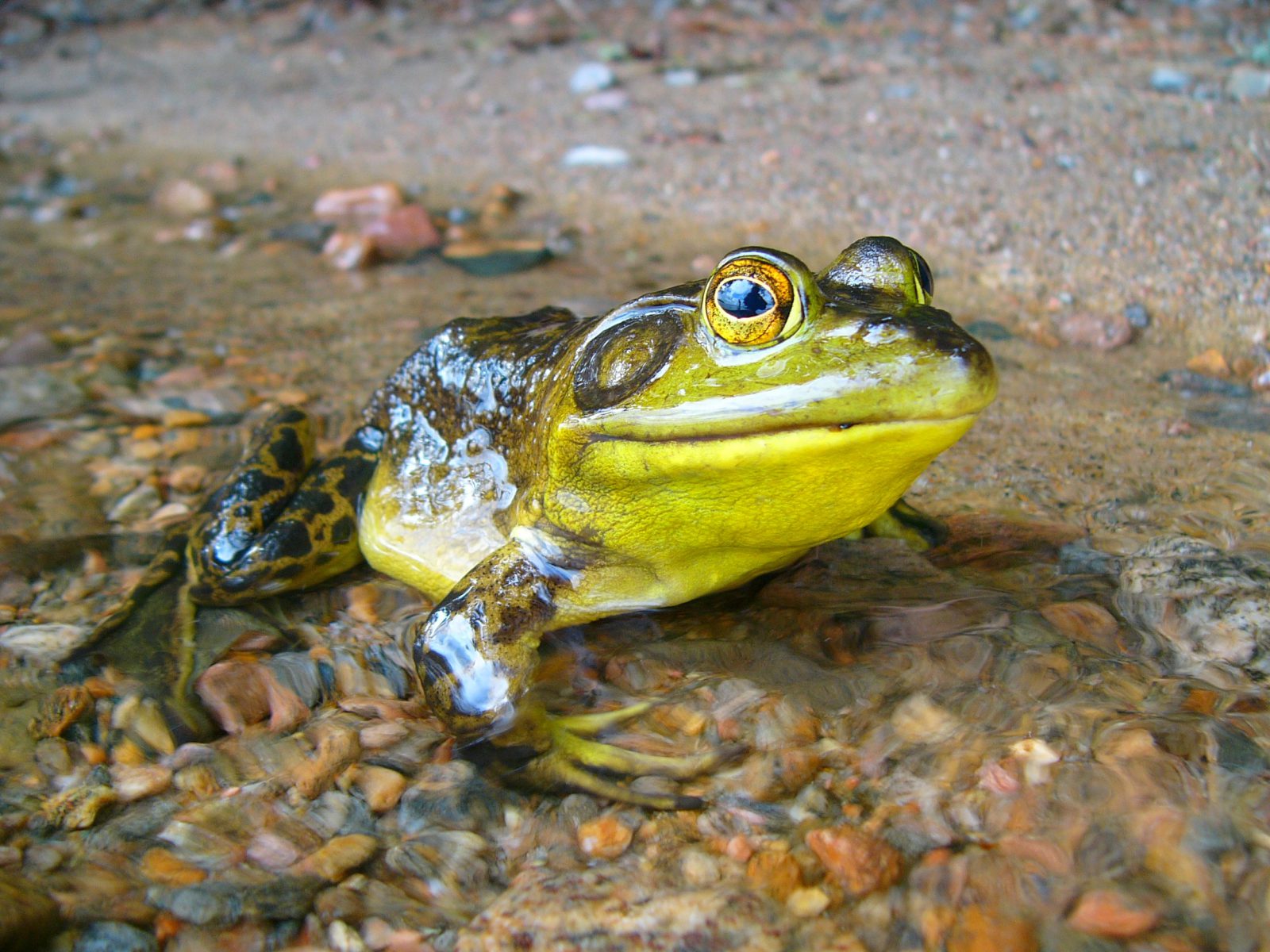 Eat Frogs: Why Your Digital Marketing Needs Cornerstone Content