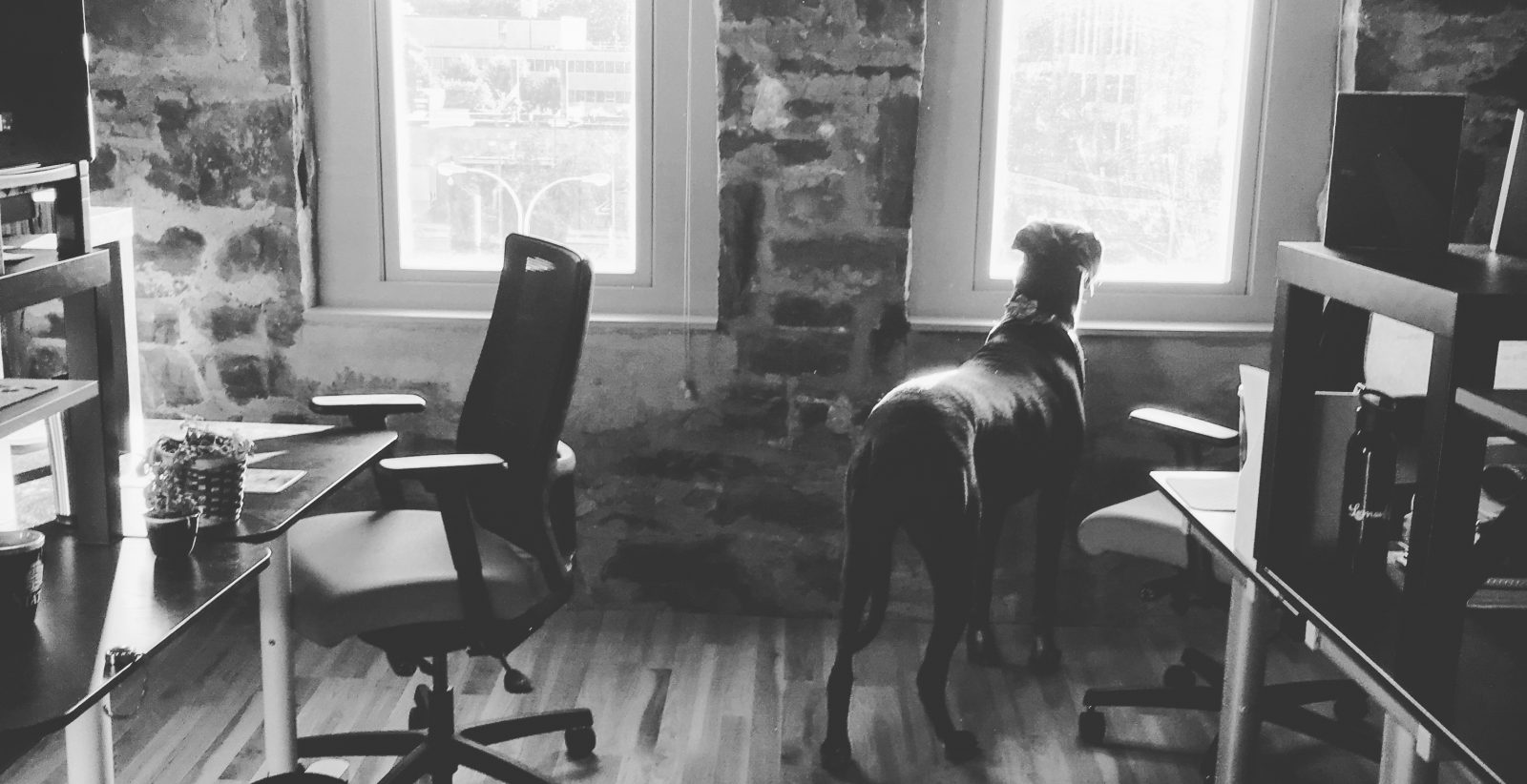 A Day in the Life of an Office Dog