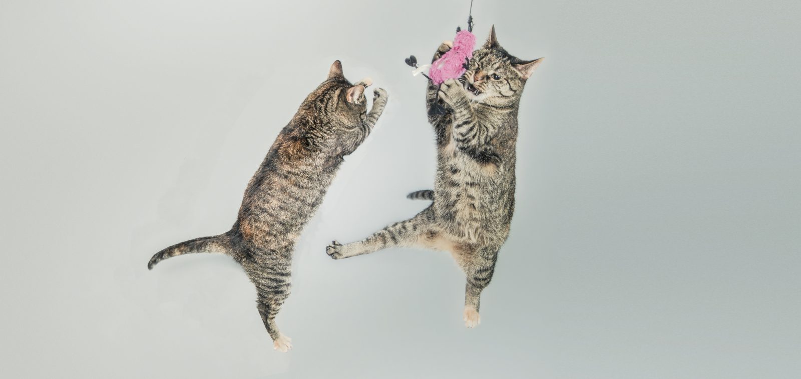 How to Stop the Catfight of OEM Google Ads Competition