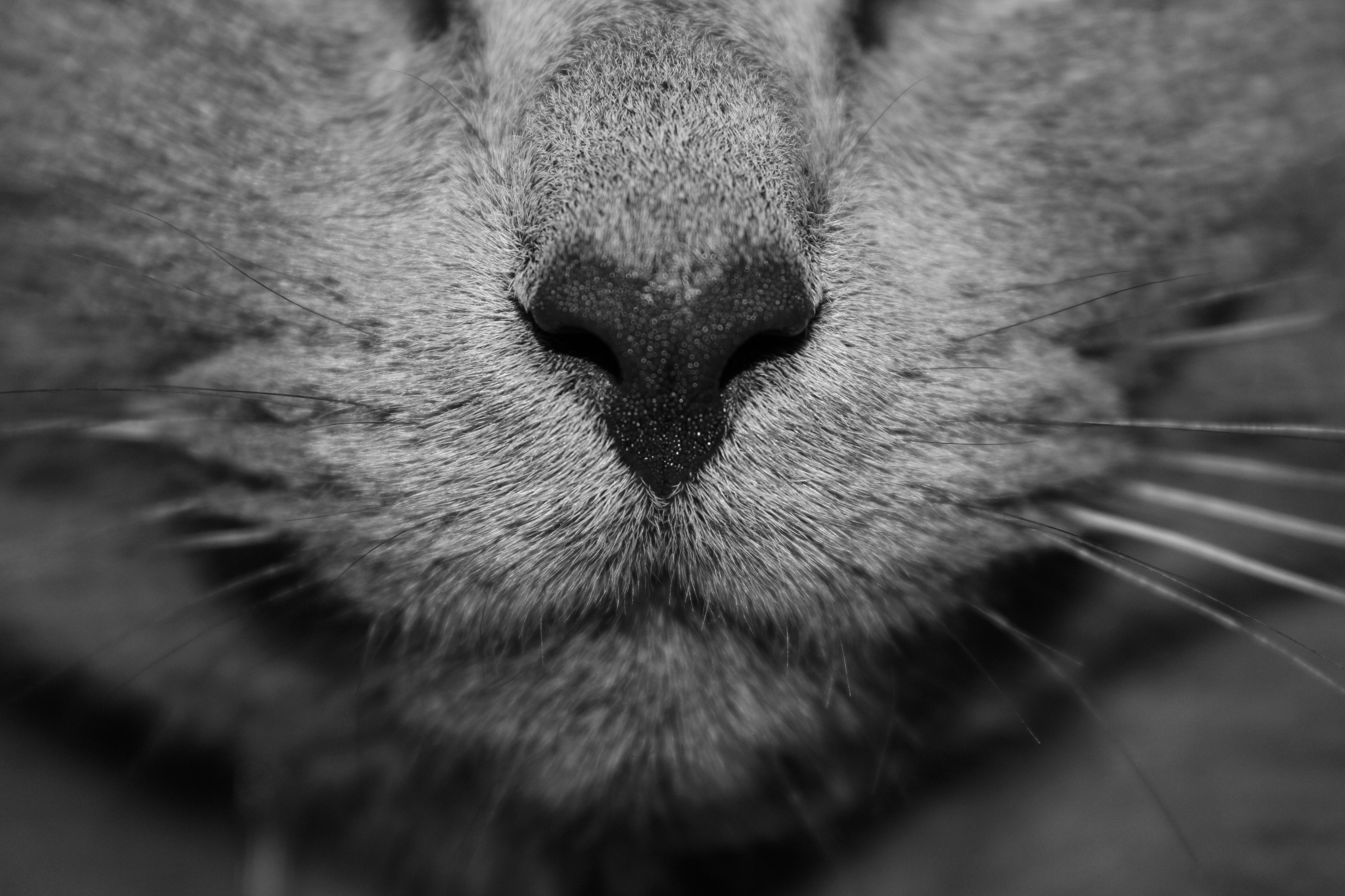 Cat nose, showing pixel targeting for dealership agencies