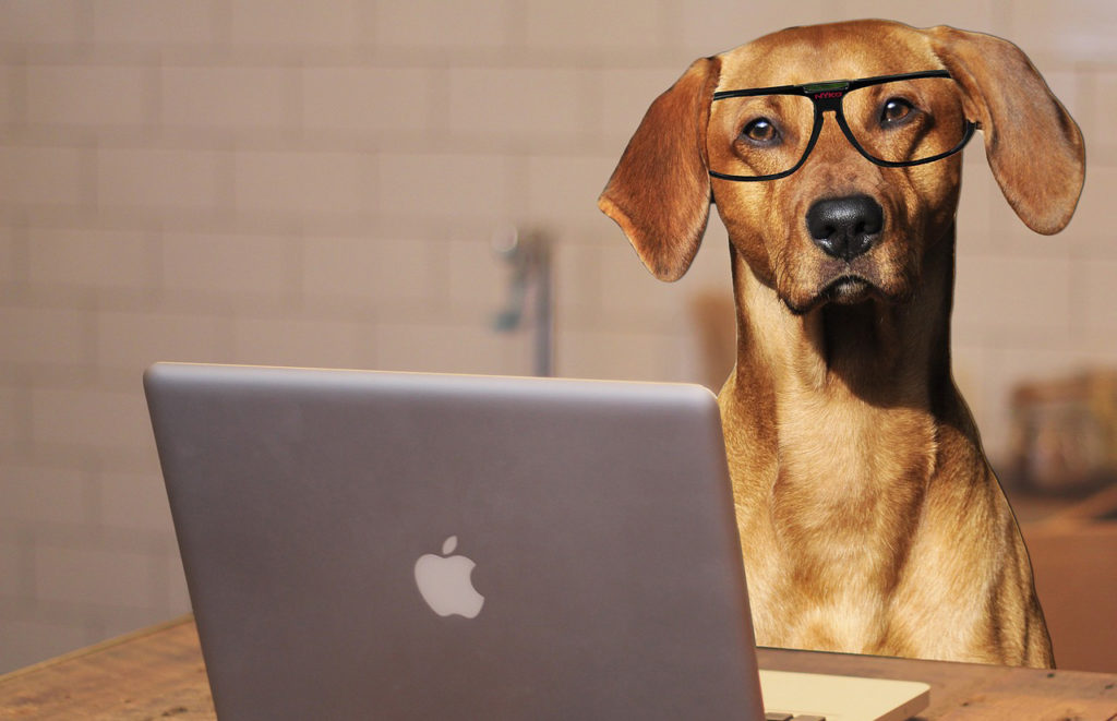 Dog checking Google Ads on computer