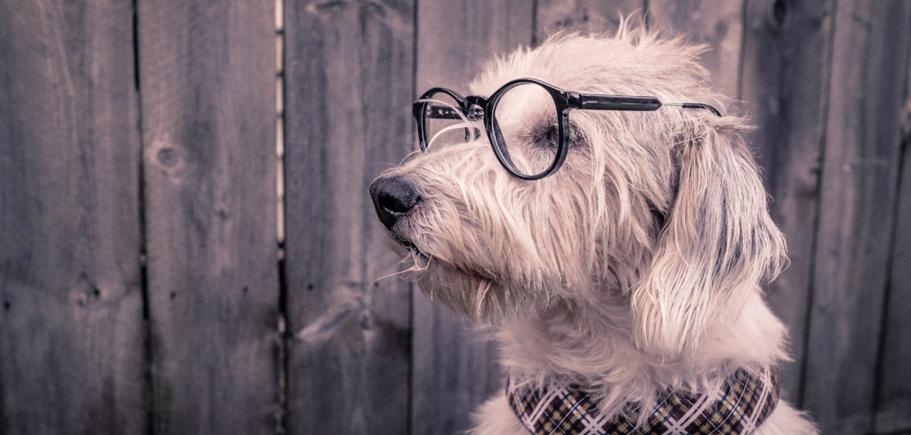 Dog in glasses, considering Google Ads questions