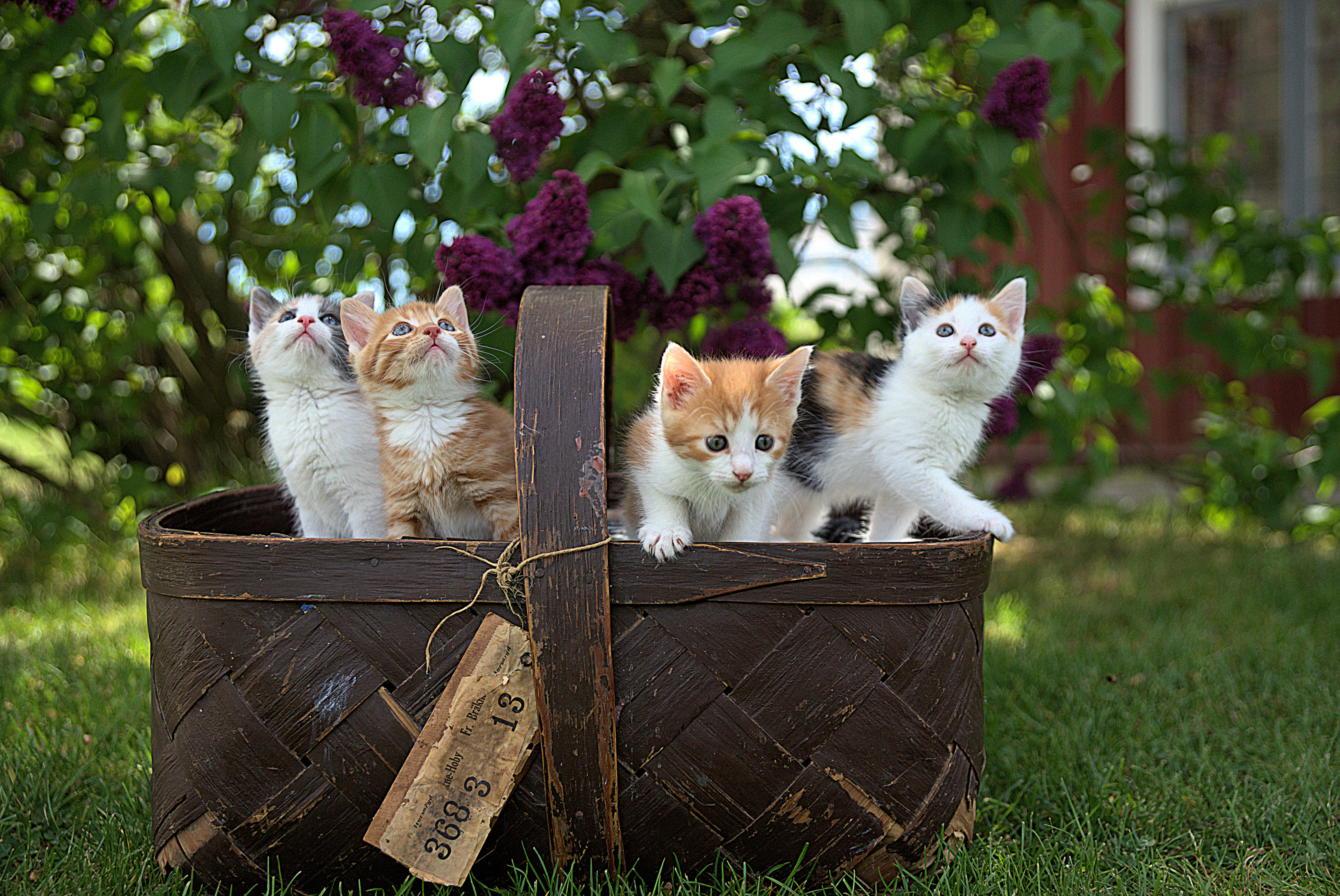 Kittens in basket, showing how following up with leads can often feel like herding cats.