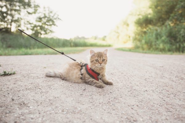 Cat on leash, illustrating lead tracking for auto dealers