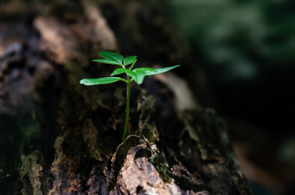 A leaf growing, symbolizing growing your team.