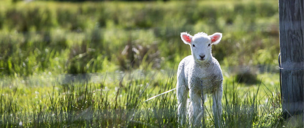 a small delicate lamb amongst lush green foliage
