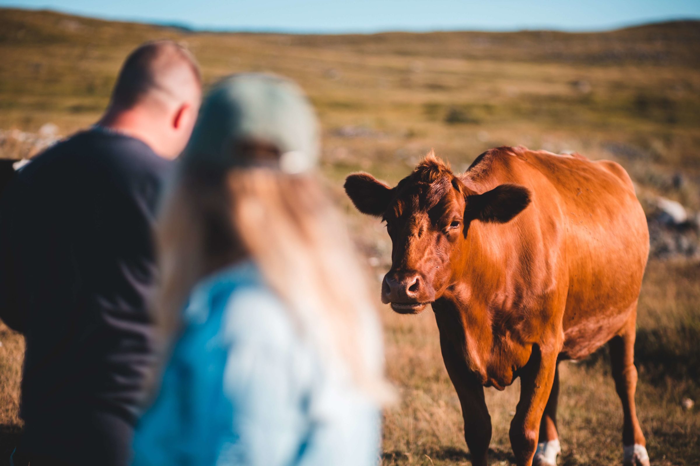 How Livestock Producers Can Benefit from Digital Marketing