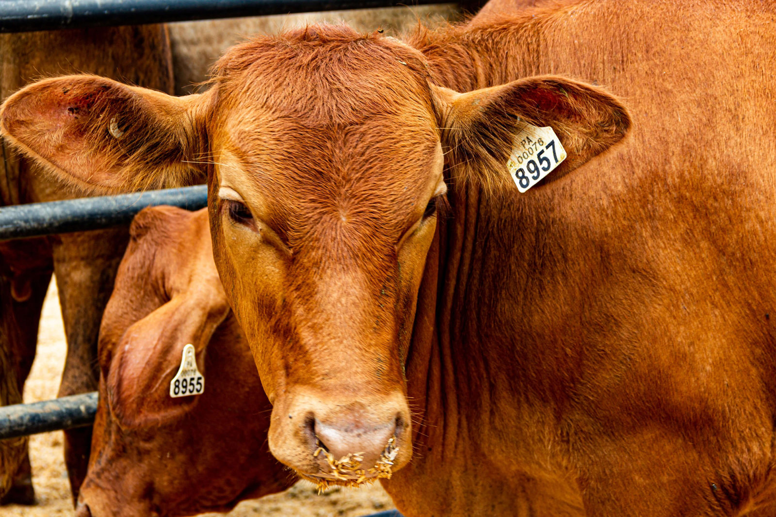 Why and How to Use Google Ads for Livestock Marketing