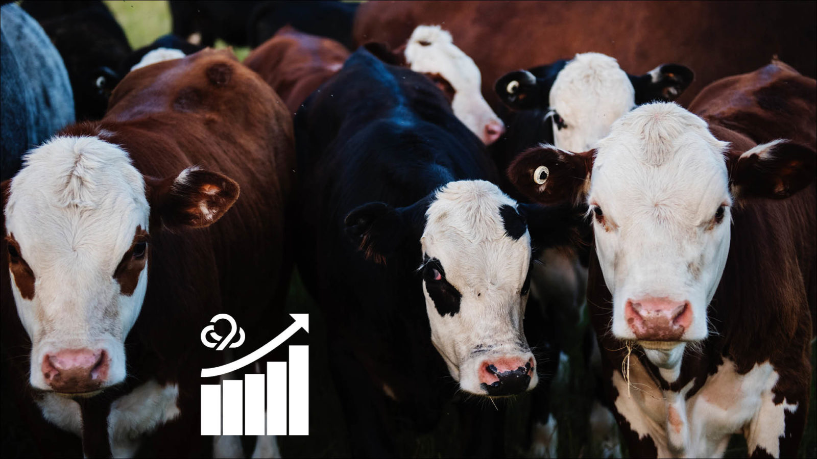 [Case Study] Facebook and Google Ads Boost Phone Calls for Wyoming Cattle Marketing Operation