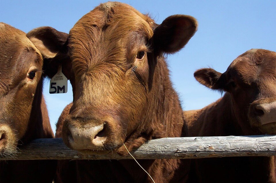 Drive Livestock Catalog Downloads Online Before the Big Sale