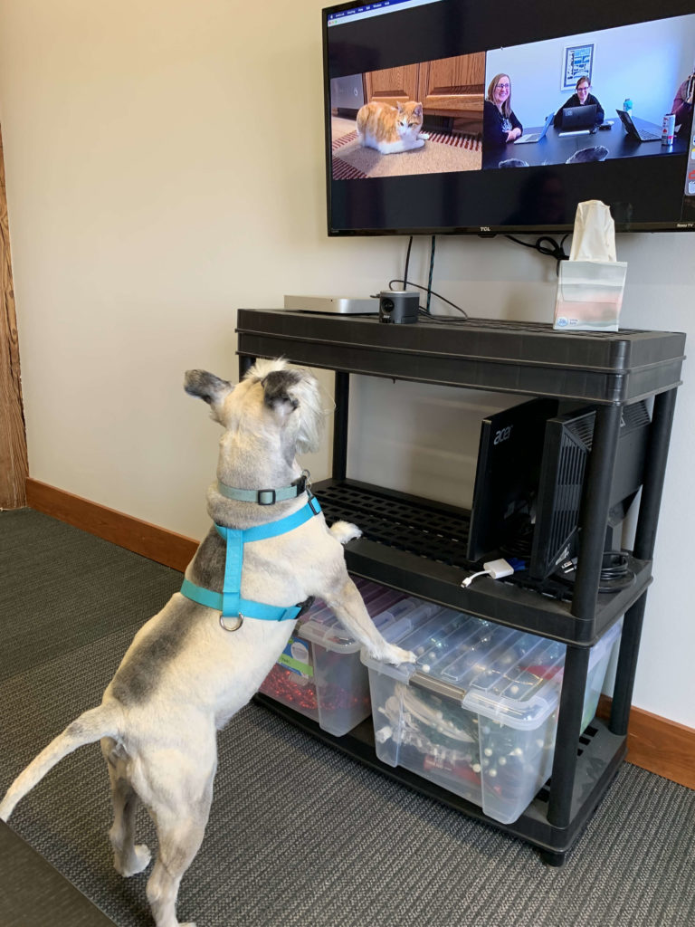 Flynn enjoyed meeting a cat in one of our meetings.
