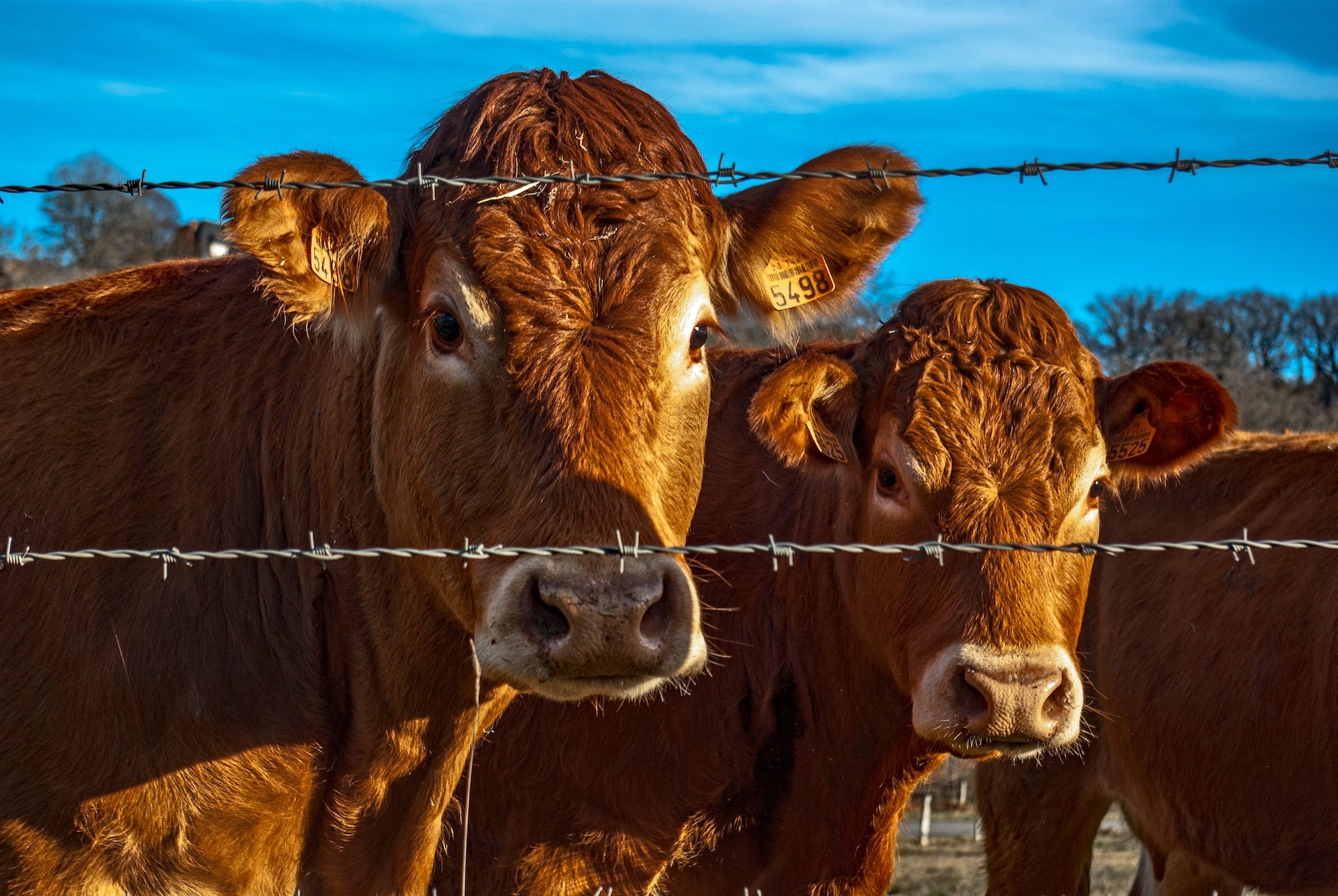 Ways To Use Email To Reach Your Livestock Customers