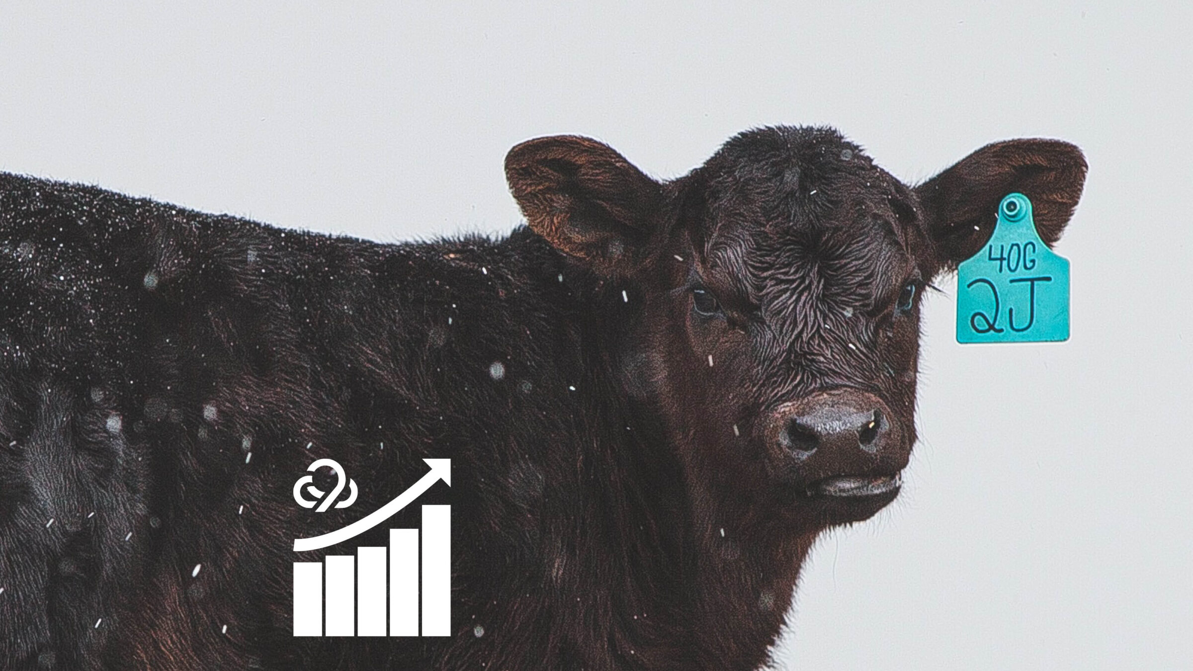 Digital marketing for cattle producers case study