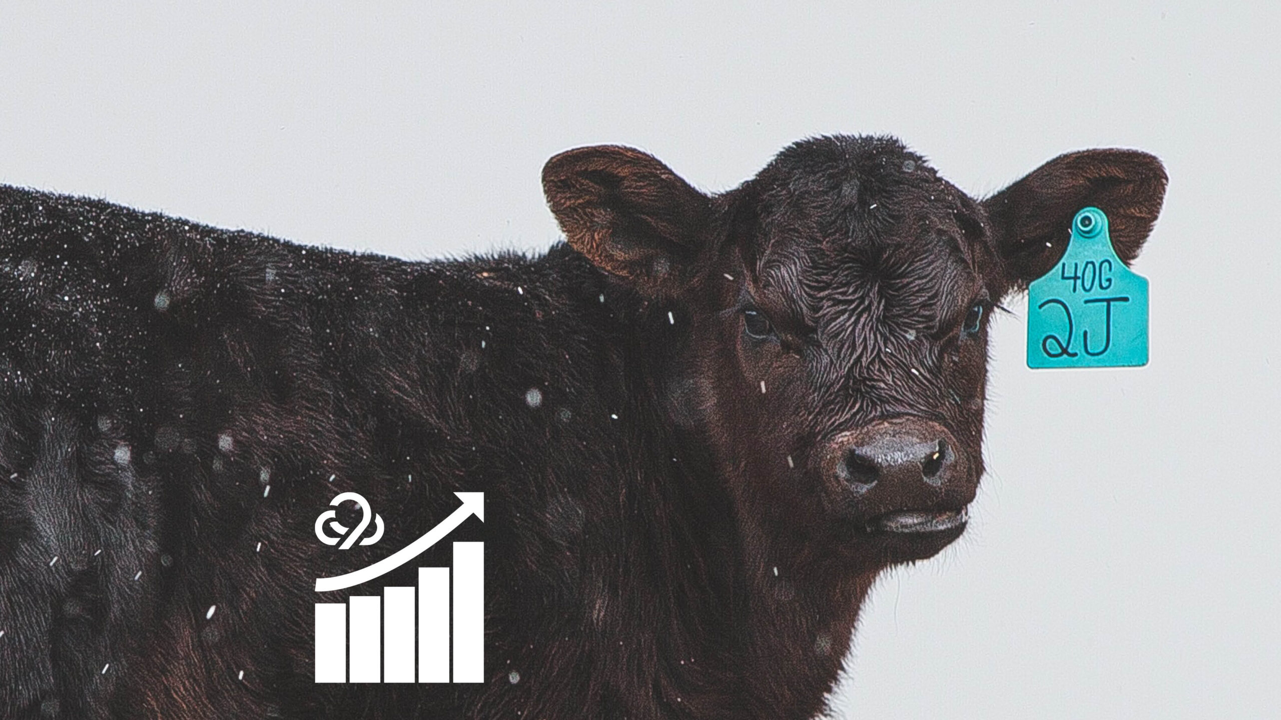 [Case Study] Meta Lead Ads Create Immediate Connections for Livestock ...
