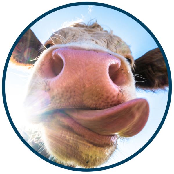 Livestock sale marketing giveaway from 9 clouds