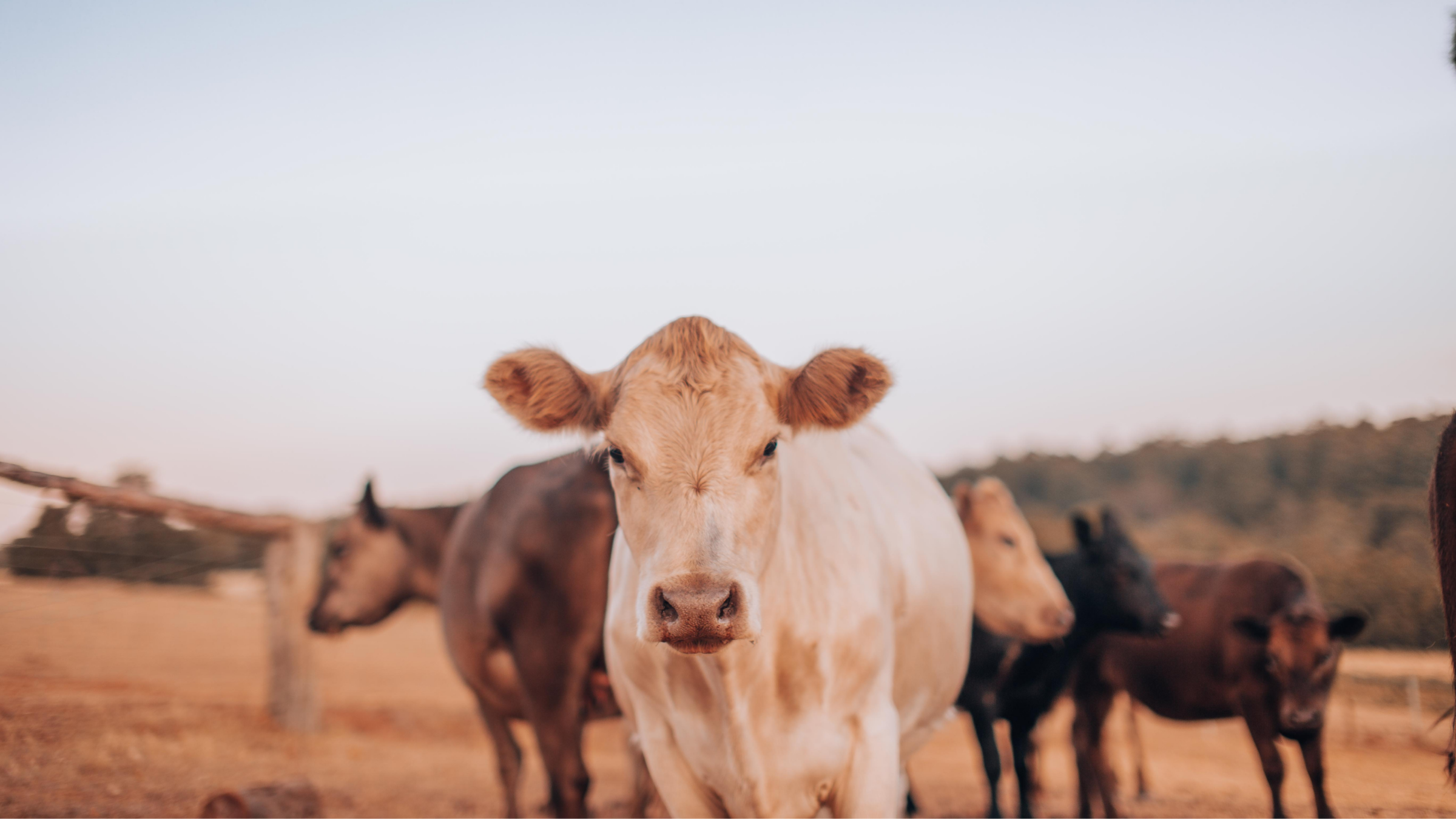 Unlocking the Power of Facebook and Instagram (Meta) Advertising for Your Livestock Operation